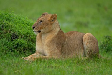 Dişi aslan yağmurda çimenli bir tümsekte yatıyor.