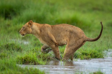 Dişi aslan su birikintisinin üzerinden çimenli taşkın ovasına atlar.