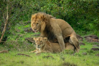 Erkek aslan, dişi aslanla çiftleşirken dudaklarını yalıyor.