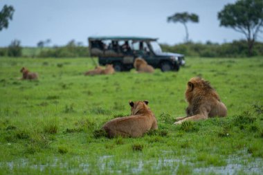 Erkek ve dişi aslanlar cipin yanında yatıyor.