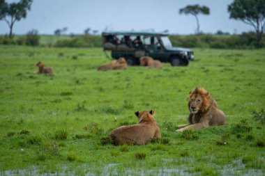 Erkek ve dişi aslanlar aracın yanında yatar.