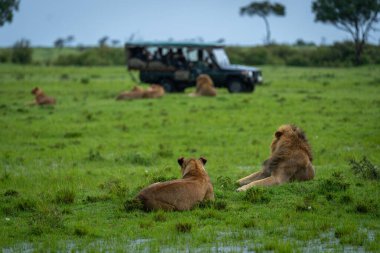 Erkek ve dişi aslanlar cipin yanında yatar.