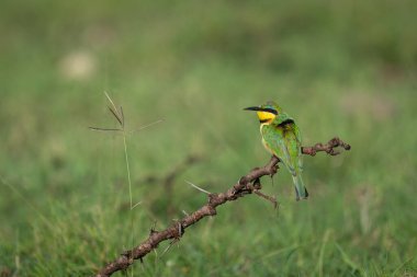 Little bee-eater turns head on thorny branch clipart