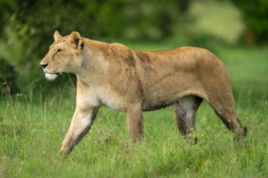 Dişi aslan çimenli ovanın üzerinden yürür ve önüne bakar.