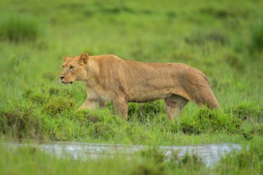 Dişi aslan çimenli taşkın ovalarında suyun yanında yürüyor.