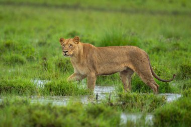 Dişi aslan yağmurda sel basmış savanada yürür.