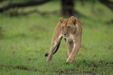 Dişi aslan otların üzerinde döner ve pençelerini yerleştirir.