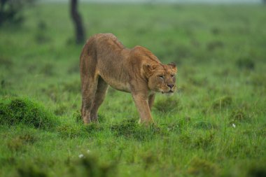Dişi aslan yağmurda çimlerin üzerinde duruyor.