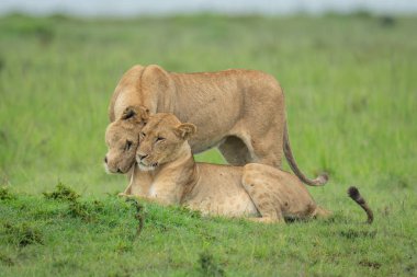 Dişi aslan, savanada bir diğerini kokluyor.