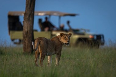 Dişi aslan ağacın yanına park etmiş bir cipin yanında duruyor.