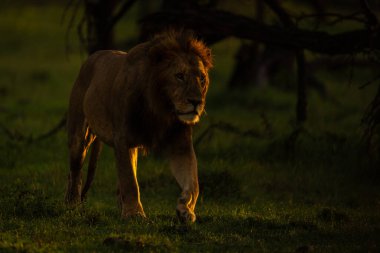 Erkek aslan kısa ıslak çimlerin üzerinde yürür.