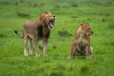 Erkek aslan, çömelmiş aslanın yanında esniyor.
