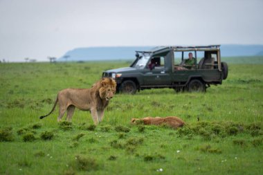 Erkek aslan jipin yanında dişi aslanın başında duruyor.