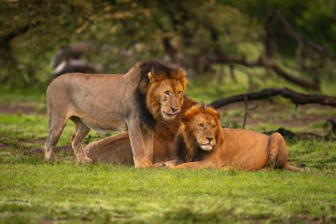 Male lion stands by two others lying clipart