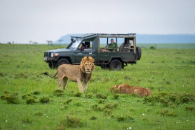 Erkek aslan jipin yanında duruyor.