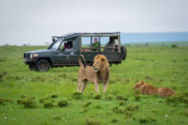Erkek aslan kamyonun yanındaki dişi aslanın yanında duruyor.