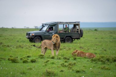 Erkek aslan jipin yanında dişi aslanın yanında duruyor.