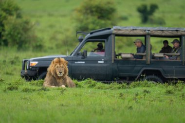 Erkek aslan J 'nin yanında uzanmış kamerayı izliyor.