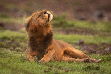 Male lion lies shaking head on savannah clipart