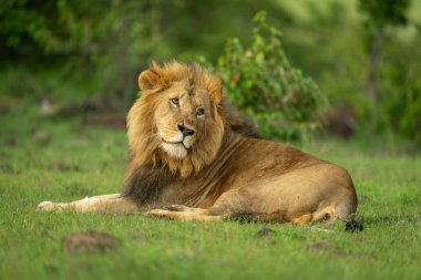 Erkek aslan çalıların yanında yatar ve etrafına bakar.