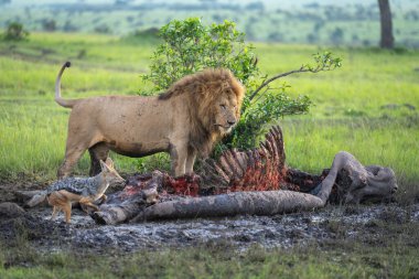 Male lion stands over carcase near jackal clipart