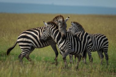 Zebra bacağını diğerinin üzerine koyuyor.