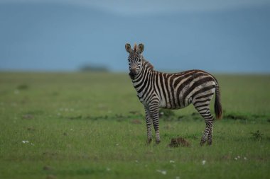 Plains zebra stands on grass watching camera clipart