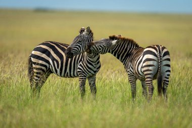 Zebra diğerini ısırmak için eğiliyor.