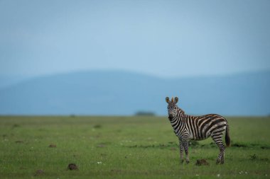 Zebra otların üzerinde durup kamerayı seyrediyor.