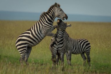 Ovada zebra bir başkasının üstüne atlar.