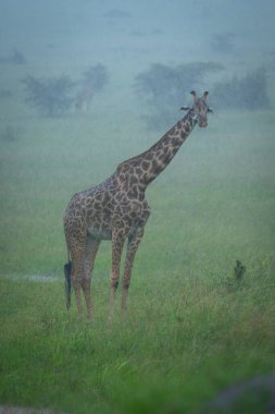 Masai giraffe stands on savannah in rain clipart