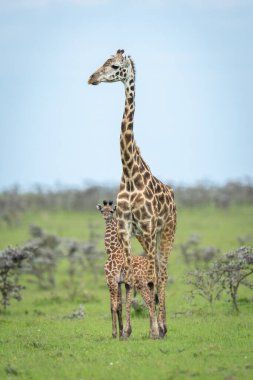 Masai giraffe stands with calf among thornbushes clipart