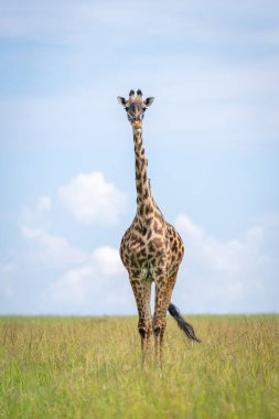Masai zürafası çayırlarda kamera izliyor.