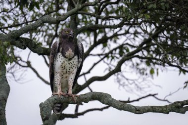 Martial eagle opening beak on lichen-covered branch clipart