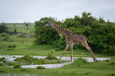 Masai giraffe crosses shallow water in savannah clipart