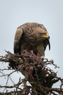 Steppe eagle on whistling thorn guarding kill clipart