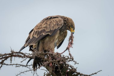 Steppe eagle on thornbush tugging at kill clipart