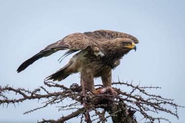 Steppe eagle lifts wings on whistling thorn clipart