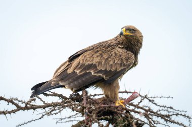 Steppe kartal, çalı çırpı üzerinde el çantası taşıyor