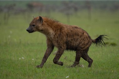 Benekli sırtlan kısa otların üzerinde geziniyor.