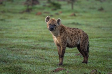 Benekli sırtlan kameraya dik dik bakıyor.