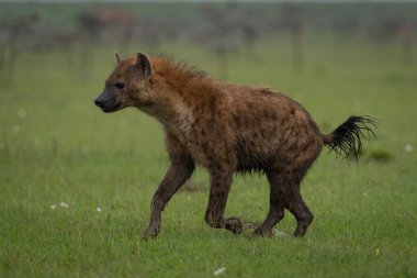 Benekli sırtlan kısa otların üzerinde geziniyor.