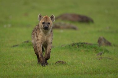 Kameraya doğru kısa otları geçen bir sırtlan görüldü.