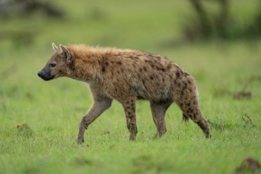 Spotted hyena crosses short grass lifting forepaw