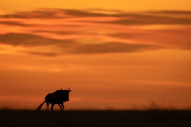 Gün batımında yavaş bir antilop sürüsü