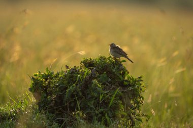 Rufous-naped lark on leafy bush opens beak clipart