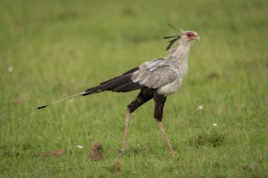 Bakan Bird, Savannah 'da profilden yürüyor.