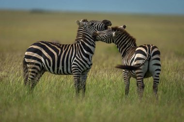 Zebra otların üzerinde bir diğerini ısırıyor.