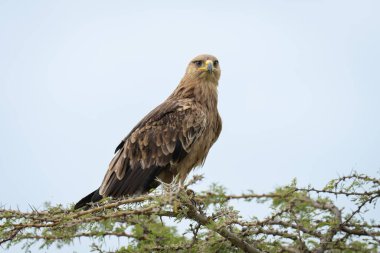 Tawny kartal başını dikeni dikine çevirir