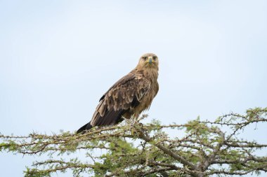 Tawny Eagle kamerayı ıslık çalarak izliyor.